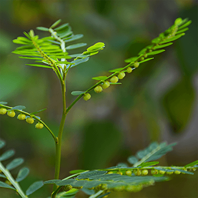 PHYLLANTHUS (NIRURI + EMBLICA)