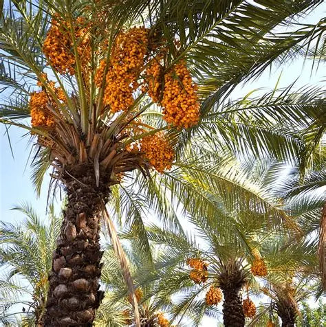 PHOENIX DACTYLIFERA (DATE PALM)